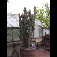 Cactus - Cereus Repandus f. Monstruosus (fam Cactecees) (Venezuela) (1)